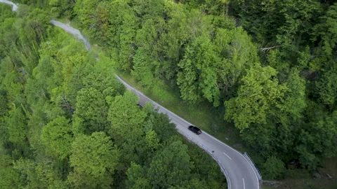 Aerial View of Winding Road Through Lush Green Forest Stock Footage 277469151