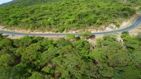 Aerial view of winding road through lush green forest landscape on a sunny day Stock Footage 313313230
