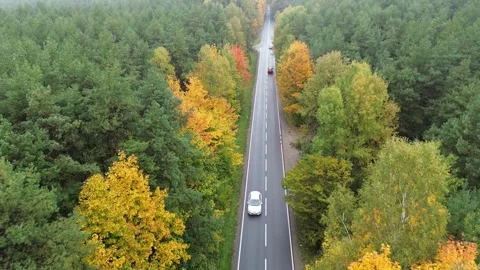 Aerial view of winding road through vibrant autumn forest Stock Footage 318801656