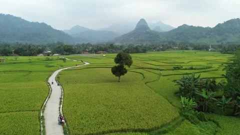 Aerial view of winding road through green rice fields with mountain landscape Stock Footage 325511549