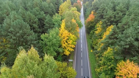 Aerial view of winding road through vibrant autumn forest, showcasing colorful Video stock 329965470