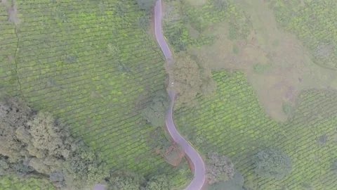 Aerial view of winding road through tea plantations in Munnar Kerala India Video stock 333161245