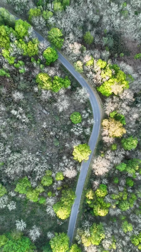 Aerial view of a winding road through a lush forest, Spain. Stock Footage 334154082