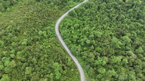Aerial view of a winding road through dense green forest landscape. Stock Footage 337016639