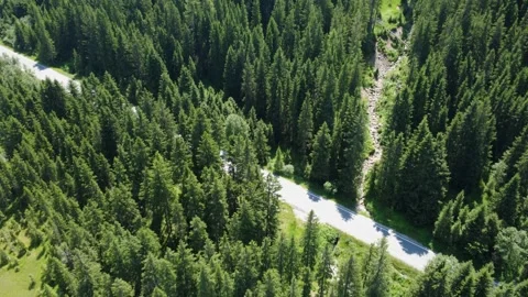 Aerial View of a Winding Road Through a Lush Green Pine Forest Stock Footage 338387760
