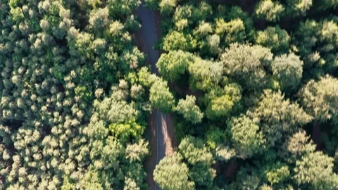 Aerial View of a Winding Road Through a Lush Green Forest on a Sunny Day Stock Footage 339357090