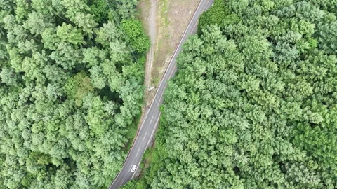 Aerial view of winding road through dense green forest Stock Footage 340910741