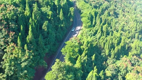 Aerial view of a winding road through a lush green forest Stock Footage 341908196