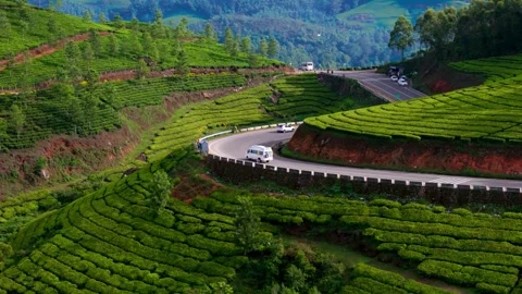 Aerial View of Winding Roads in Munnar Passing Through Lush Crop Fields Stock Footage 341310864