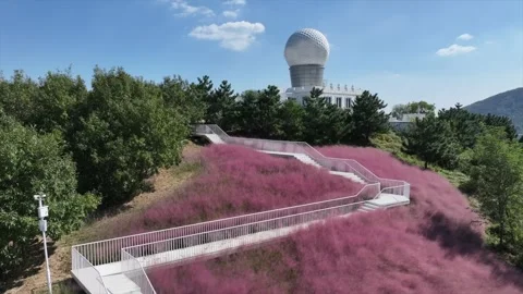 Aerial view of winding staircase through blooming pink muhly grass leading up to Stock Footage 340106177