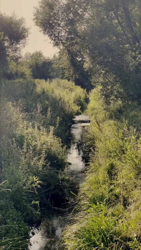 Aerial View of Winding Stream Through Green Bushes Stockbeeldmateriaal 340915104