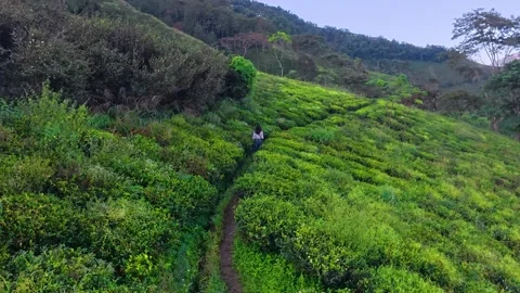 Aerial View of a Winding Trail Through a Green Hillside Video stock 340255914