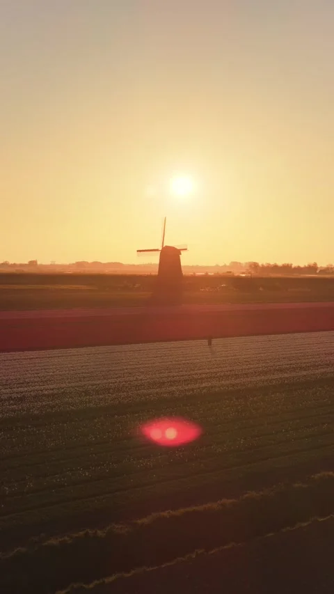 Aerial view of a windmill and tulip fields at sunset, Netherlands. Stock Footage 334330525