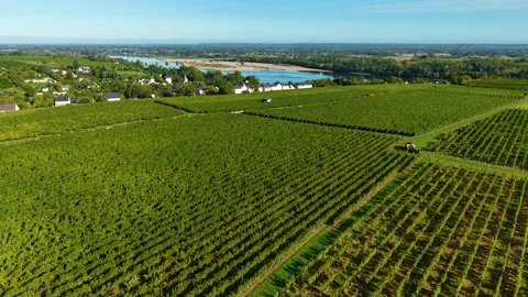 Aerial View on Windmill surrounded by Vineyards in Montsoreau France Video stock 318883801