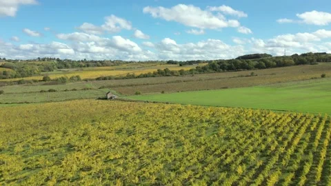 Aerial view of wine yellow fields Stock Footage 144635675