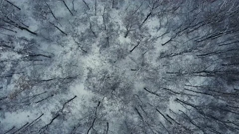 Aerial view of winter forest. 4K drone footage Stock Footage 224667111