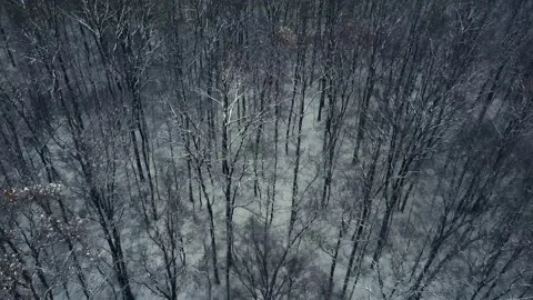 Aerial view of winter forest. 4K drone footage Stock Footage 224667126