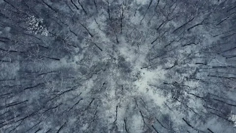 Aerial view of winter forest. 4K drone footage Stock Footage 224667166