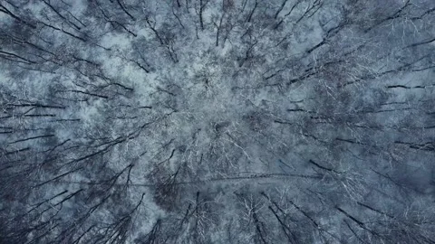 Aerial view of winter forest. 4K drone footage Stock Footage 224667180