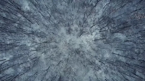 Aerial view of winter forest. 4K drone footage Stock Footage 224667196