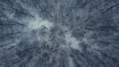 Aerial view of winter forest. 4K drone footage Vídeo Stock 224667270