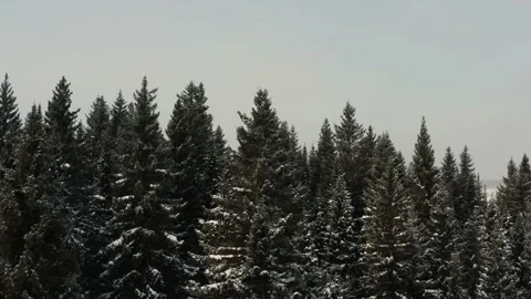 Aerial view of the winter forest and the sun snow flying into the camera Stock Footage 150658581