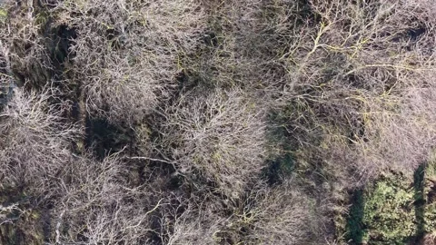 Aerial View of Winter Forest with Bare Trees and Natural Texture Stock Footage 324529314
