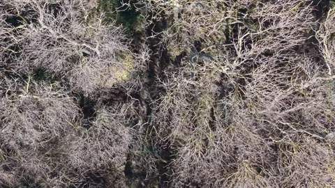 Aerial View of Winter Forest with Bare Trees and Natural Texture Stock Footage 324529322