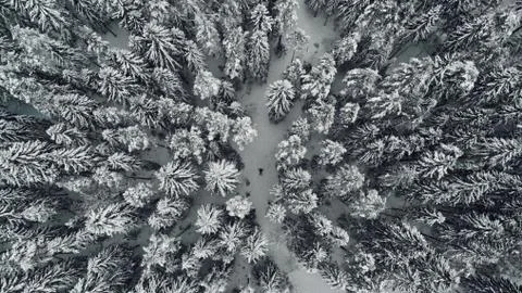 Aerial view of winter forest. captured from above with a drone Stock Photos