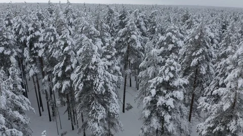 Aerial view of winter forest covered in snow. drone photography - panoramic Stock Footage 125558475