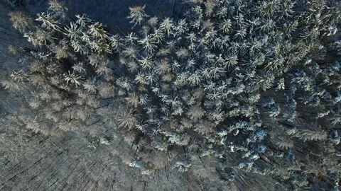 Aerial view of winter forest covered in snow Stock Footage 148039217
