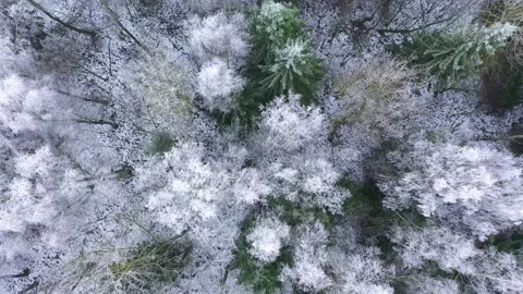 Aerial view of winter forest covered in snow and frost. Stock Footage 160503137