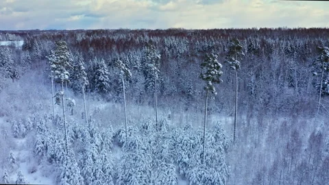 Aerial view of winter forest covered in snow in Europe. Stock Footage 172215215