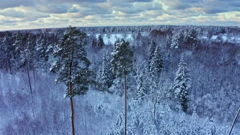Aerial view of winter forest covered in snow in Europe. Video stock 194330010