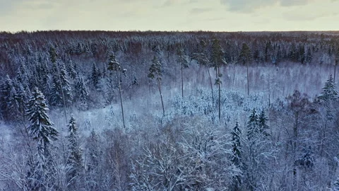 Aerial view of winter forest covered in snow in Europe. Sspruce forest. Stock Footage 225440686