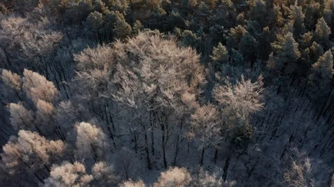 Aerial view of Winter Forest covered with frost and snow at sunrise. Video stock 247734822