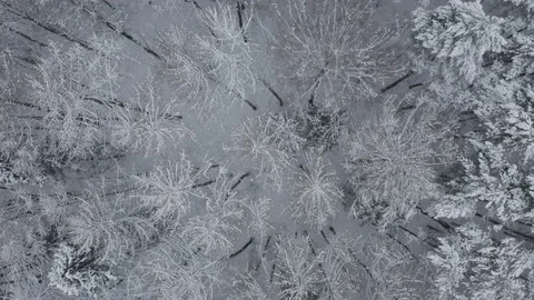 Aerial view of  winter forest. Drone flies over snowy tops of fir-trees, Lapland Stock Footage 122691706