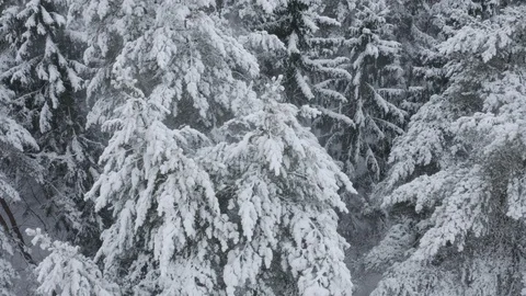 Aerial view of  winter forest. Drone flies over snowy tops of fir-trees. Russia Video stock 122693229