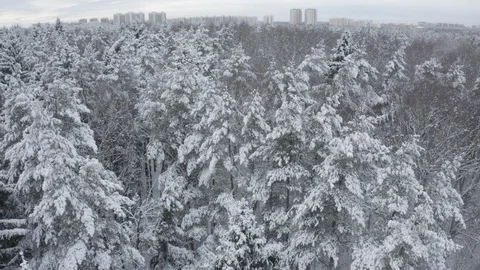 Aerial view of  winter forest. Drone flies over snowy tops of fir-trees. Russia Stock Footage 122693526