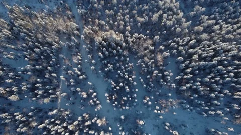 Aerial view of a winter forest from a drone, a huge forest in the taiga or Stock-Footage 162464624