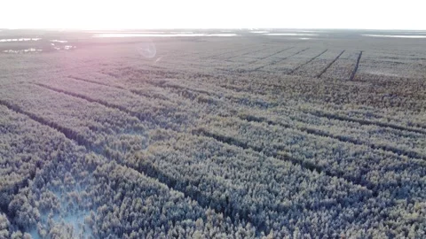 Aerial view of a winter forest from a drone, a huge forest in the taiga or Vídeo Stock 163158950