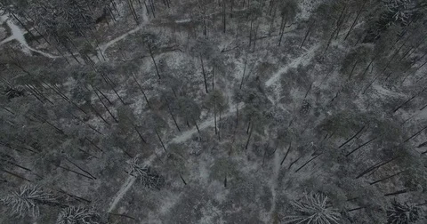 Aerial view of Winter forest Stockbeeldmateriaal 73222927