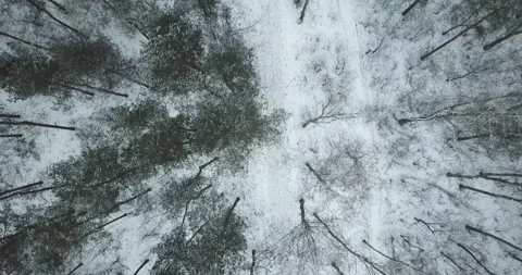 Aerial view of the winter forest Stock Footage 88280049