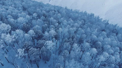 Aerial view of winter forest. Stock Footage 102519869
