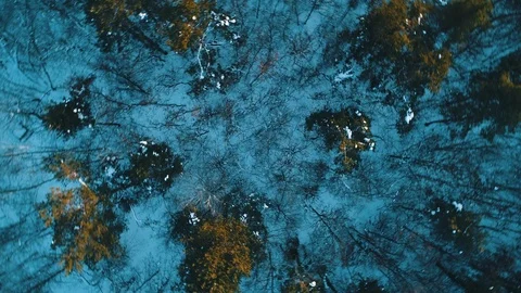 Aerial view of the winter forest Stock Footage 112148275