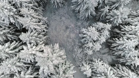 Aerial view of winter forest Video stock 118957197
