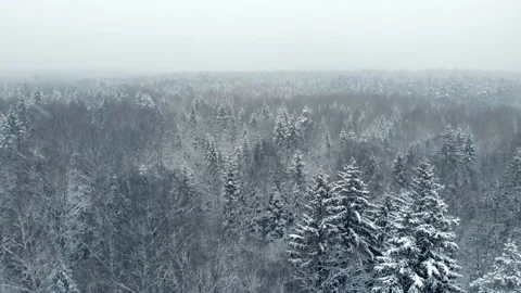 Aerial view of the winter forest Stock Footage 169548506