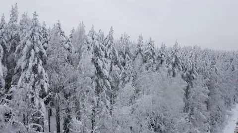 Aerial view of the winter forest Stock Footage 173613062
