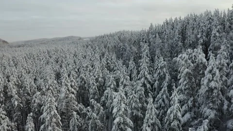Aerial view of the winter forest Stock Footage 173621474