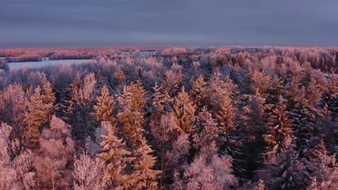 Aerial View of Winter Forest Stock Footage 256805991